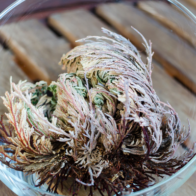 Rose of Jericho