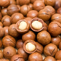 Macadamia Ternifolia Seed Oil